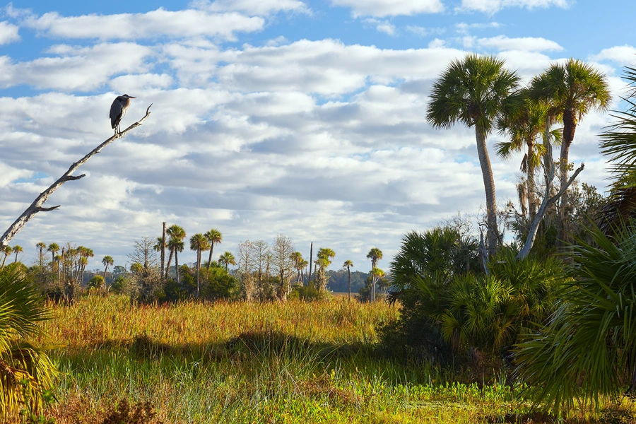 environmental permitting and mitigation